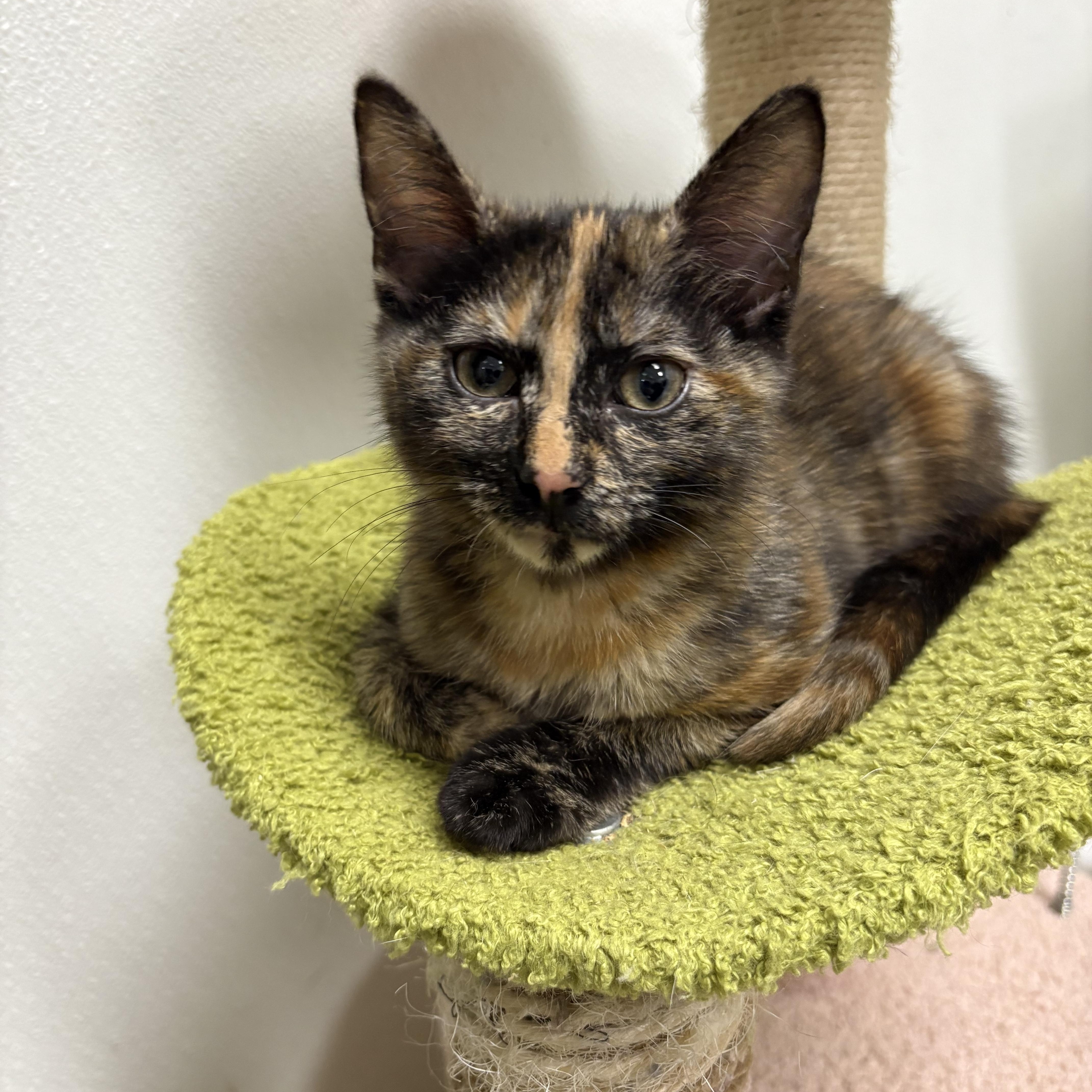 Enlarge Catarina , a ADOPTABLE Domestic Short Hair in Wayne , NJ image 1/1