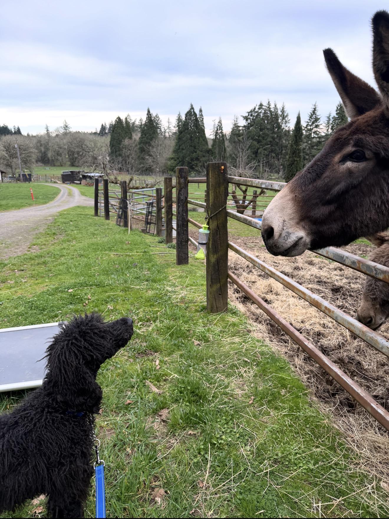 Enlarge Kuzco, a ADOPTABLE Standard Poodle in Beaverton, OR image 6/6
