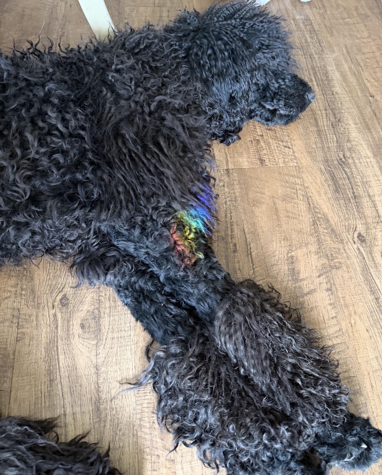 Enlarge Kuzco, a ADOPTABLE Standard Poodle in Beaverton, OR image 2/6