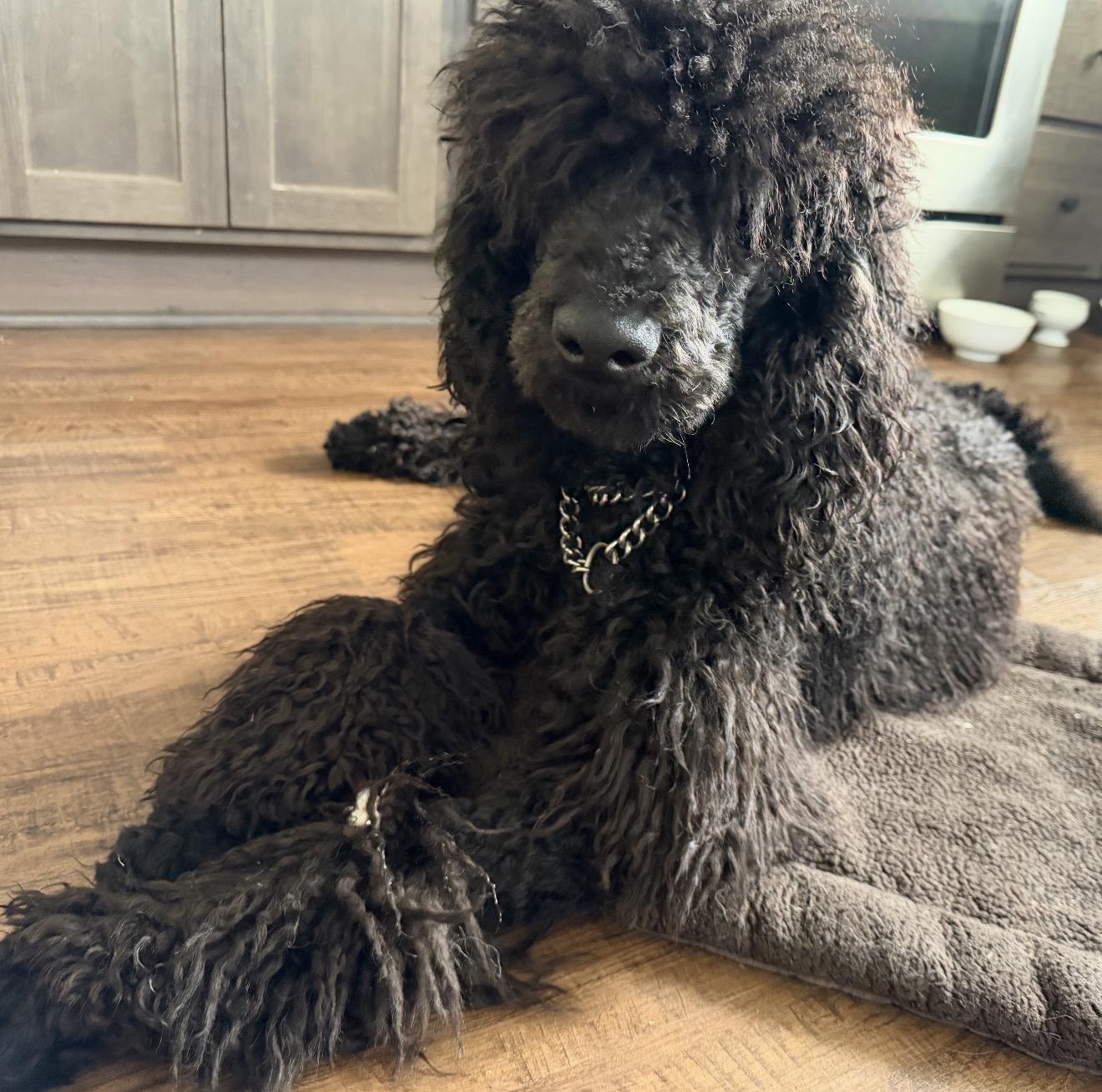 Enlarge Kuzco, a ADOPTABLE Standard Poodle in Beaverton, OR image 5/6