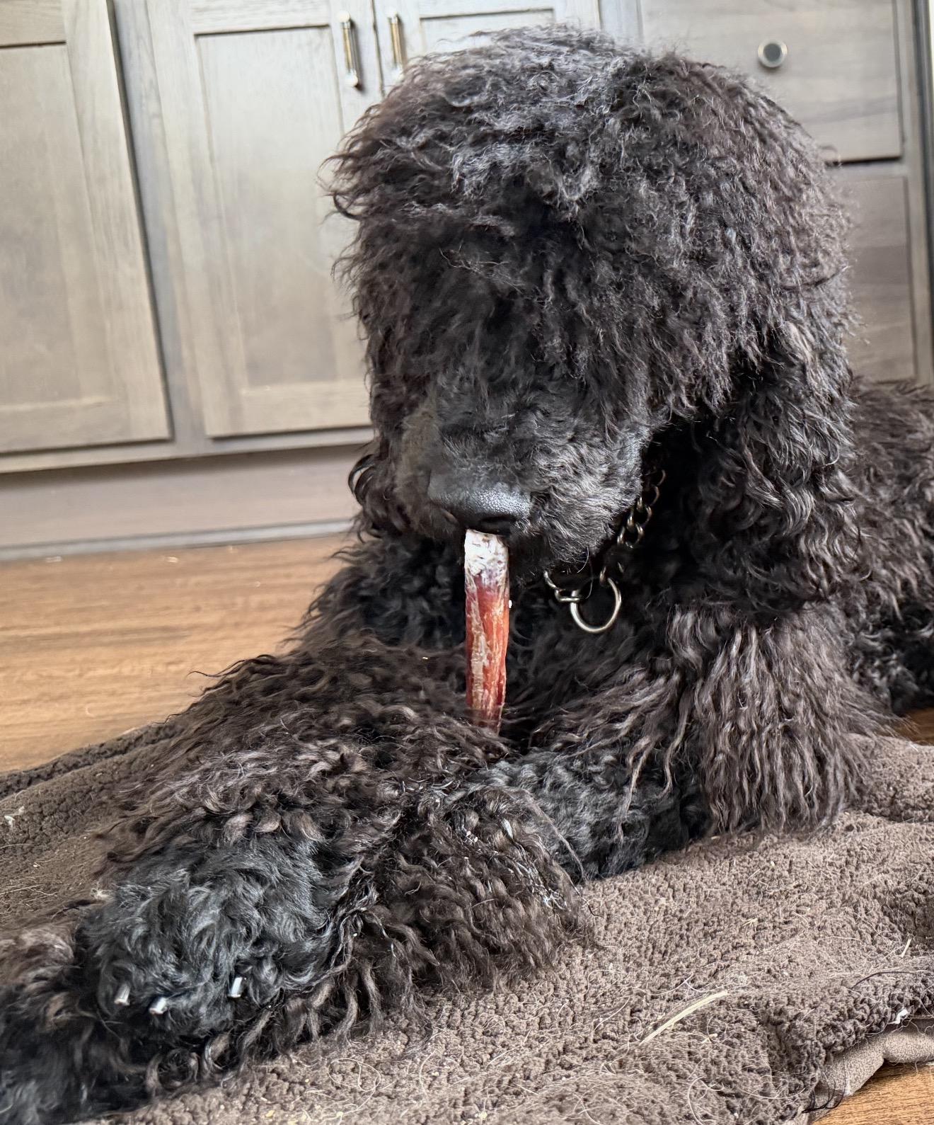 Enlarge Kuzco, a ADOPTABLE Standard Poodle in Beaverton, OR image 4/6