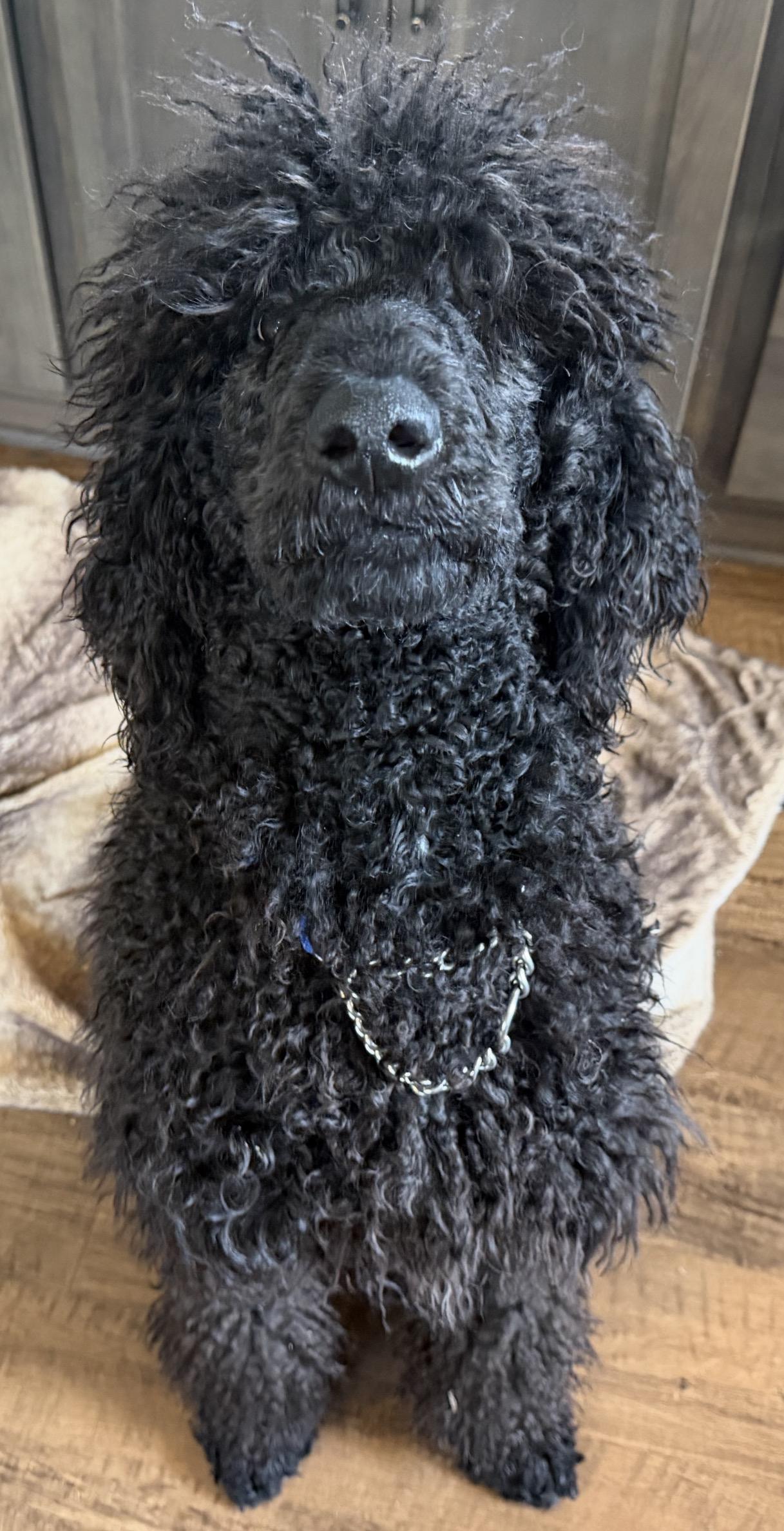 Enlarge Kuzco, a ADOPTABLE Standard Poodle in Beaverton, OR image 1/6