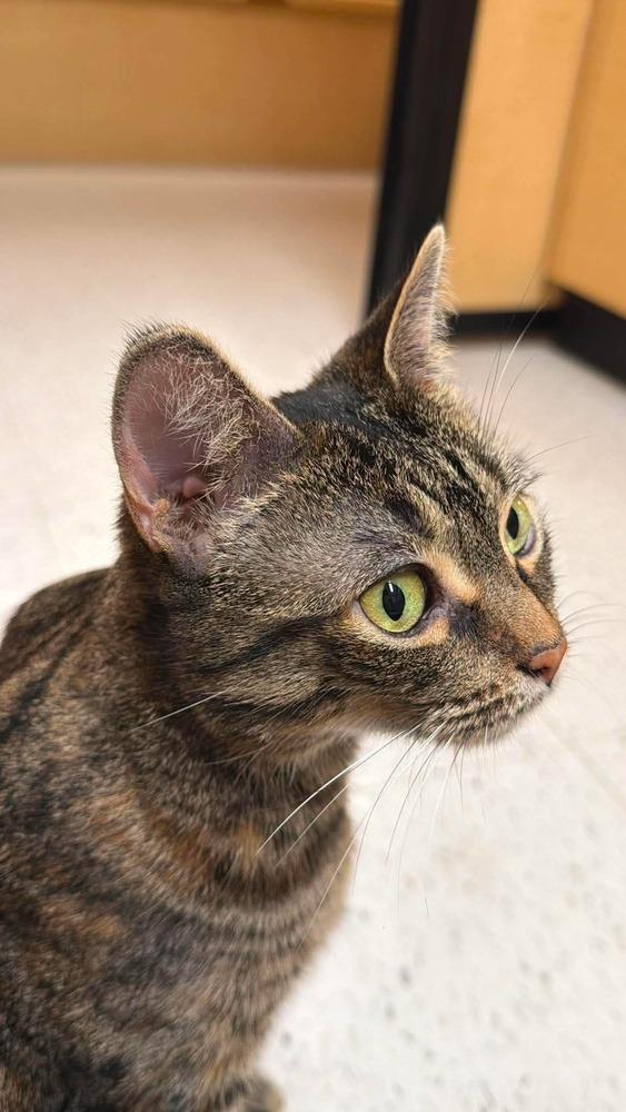 Corleone, Adoptable, Adult Female Domestic Short Hair & Tabby.