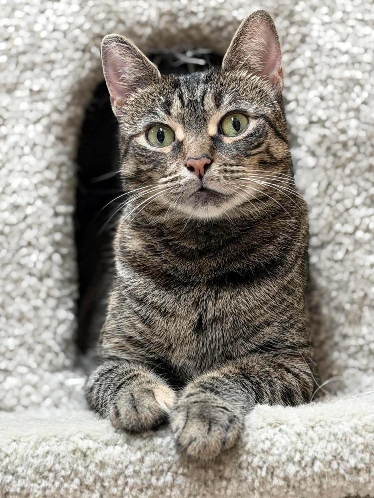 Enlarge Corleone, a Adoptable mixed breed in Homer Glen, IL image 2/3