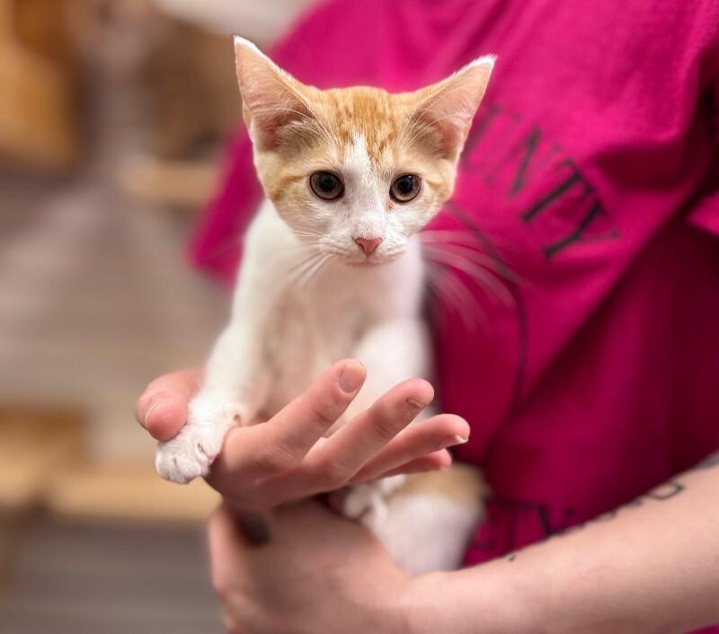 Mila, Adoptable, Young Female Domestic Short Hair.