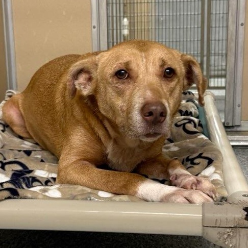 Enlarge Paige, a ADOPTABLE mixed breed in St. Augustine, FL image 2/2