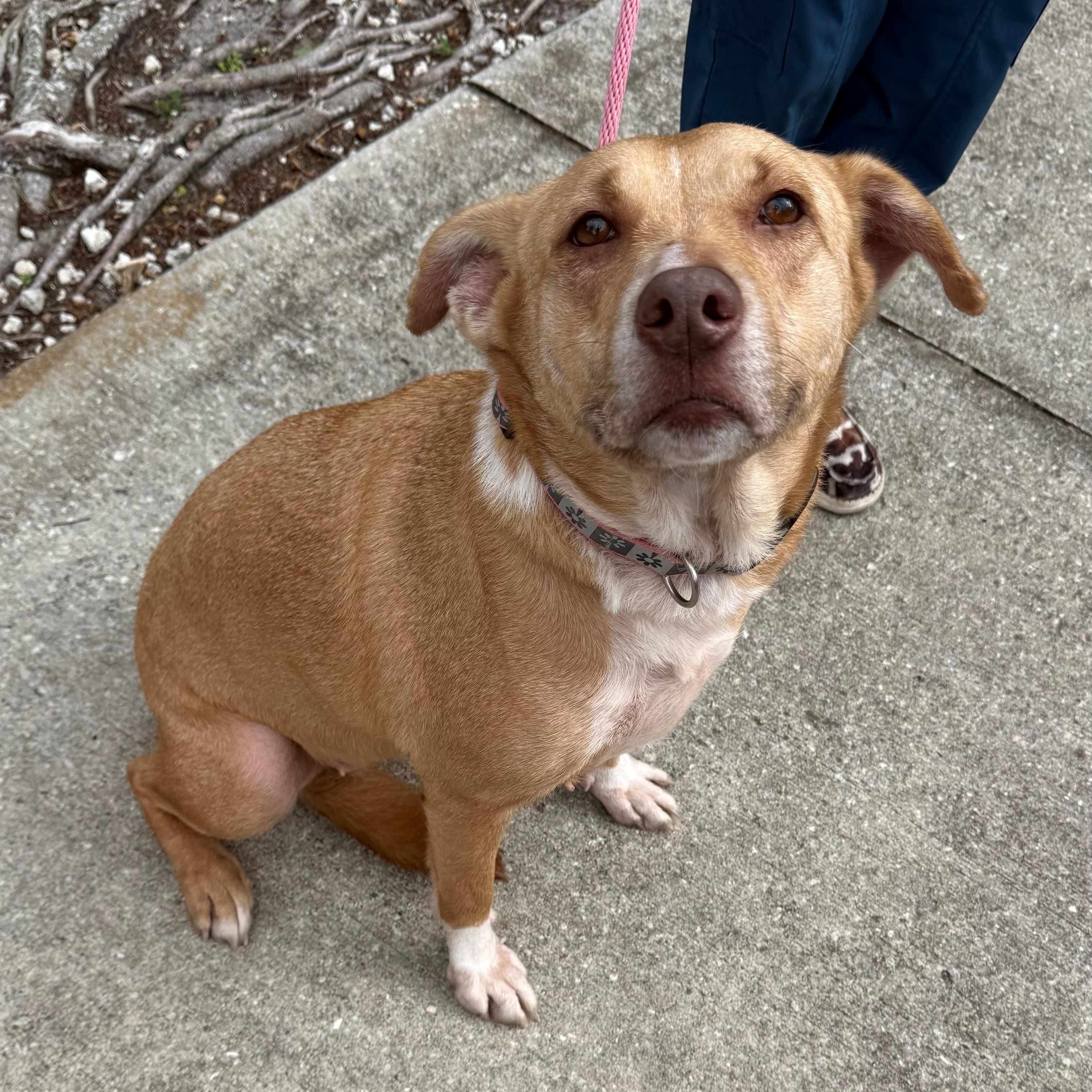 Enlarge Paige, an adopted mixed breed in St. Augustine, FL image 3/5