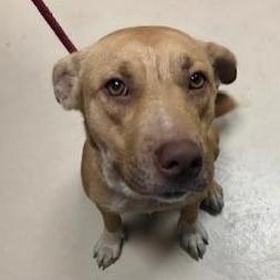 Paige, ADOPTABLE, Adult Female Labrador Retriever.