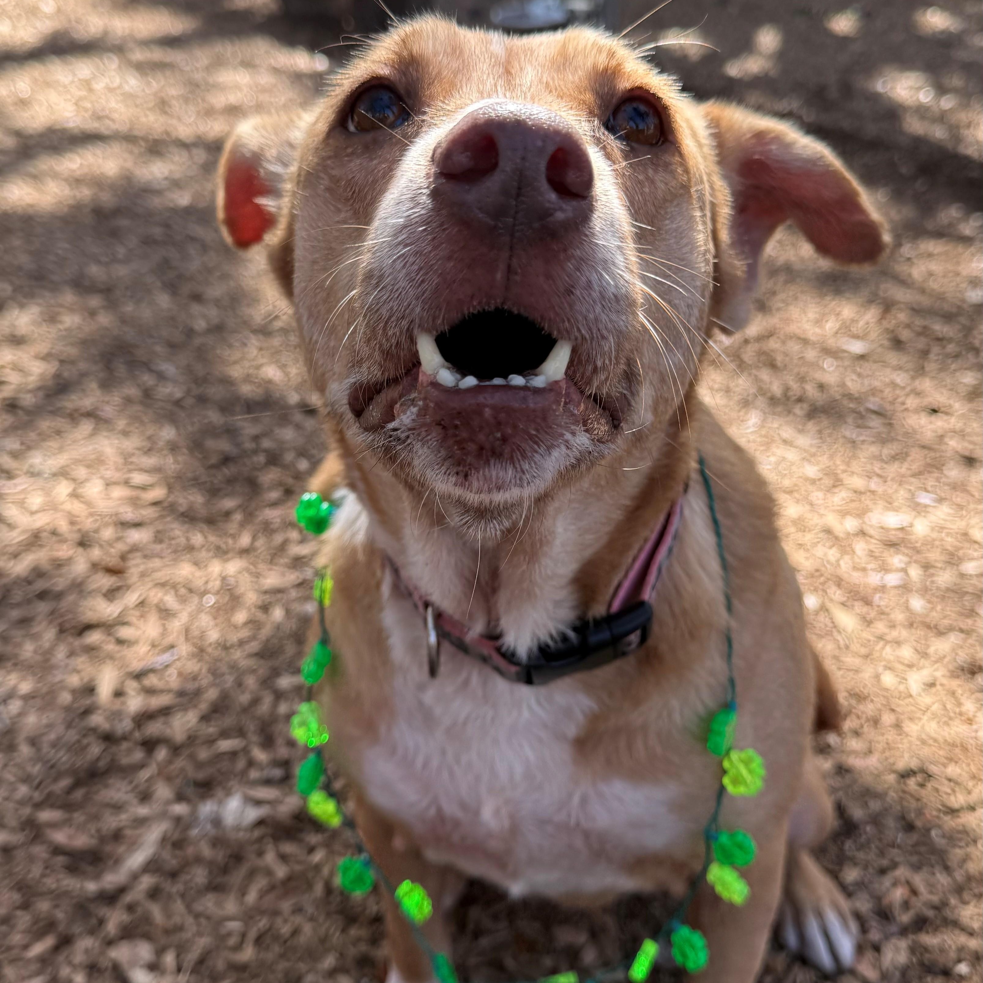 Enlarge Paige, an adopted mixed breed in St. Augustine, FL image 2/5