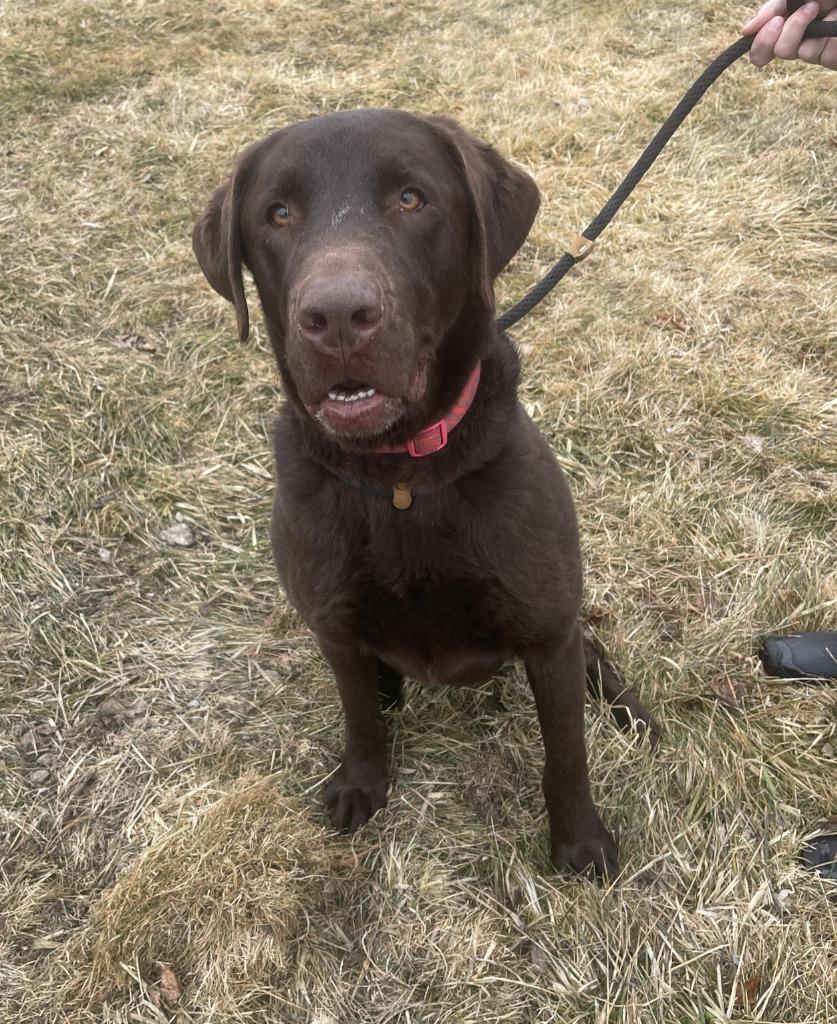 Enlarge NEPTUNE, a Adoptable Labrador Retriever in Fremont, OH image 1/1