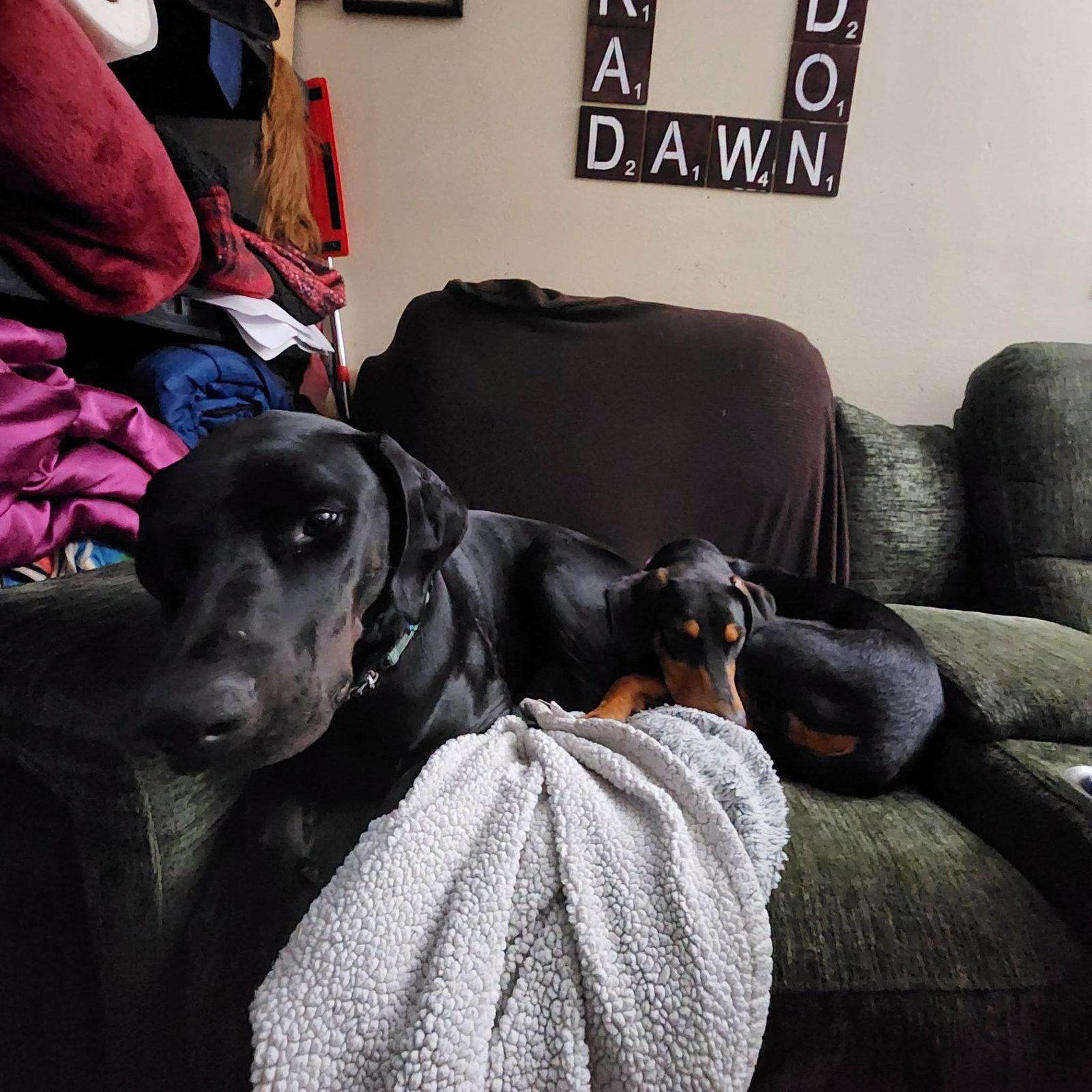 Enlarge Penny, a Adoptable Doberman Pinscher in Buffalo, MN image 1/3