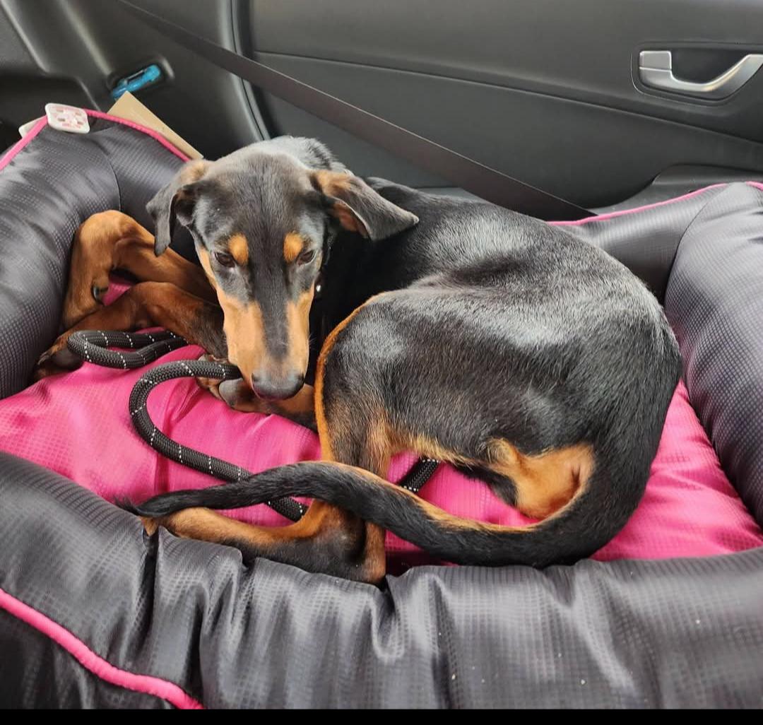 Enlarge Penny, a Adoptable Doberman Pinscher in Buffalo, MN image 1/3