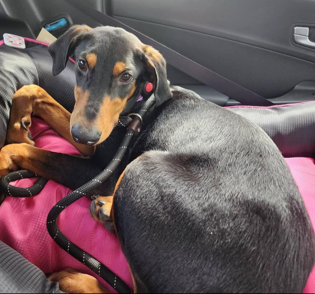 Enlarge Penny, a Adoptable Doberman Pinscher in Buffalo, MN image 2/3