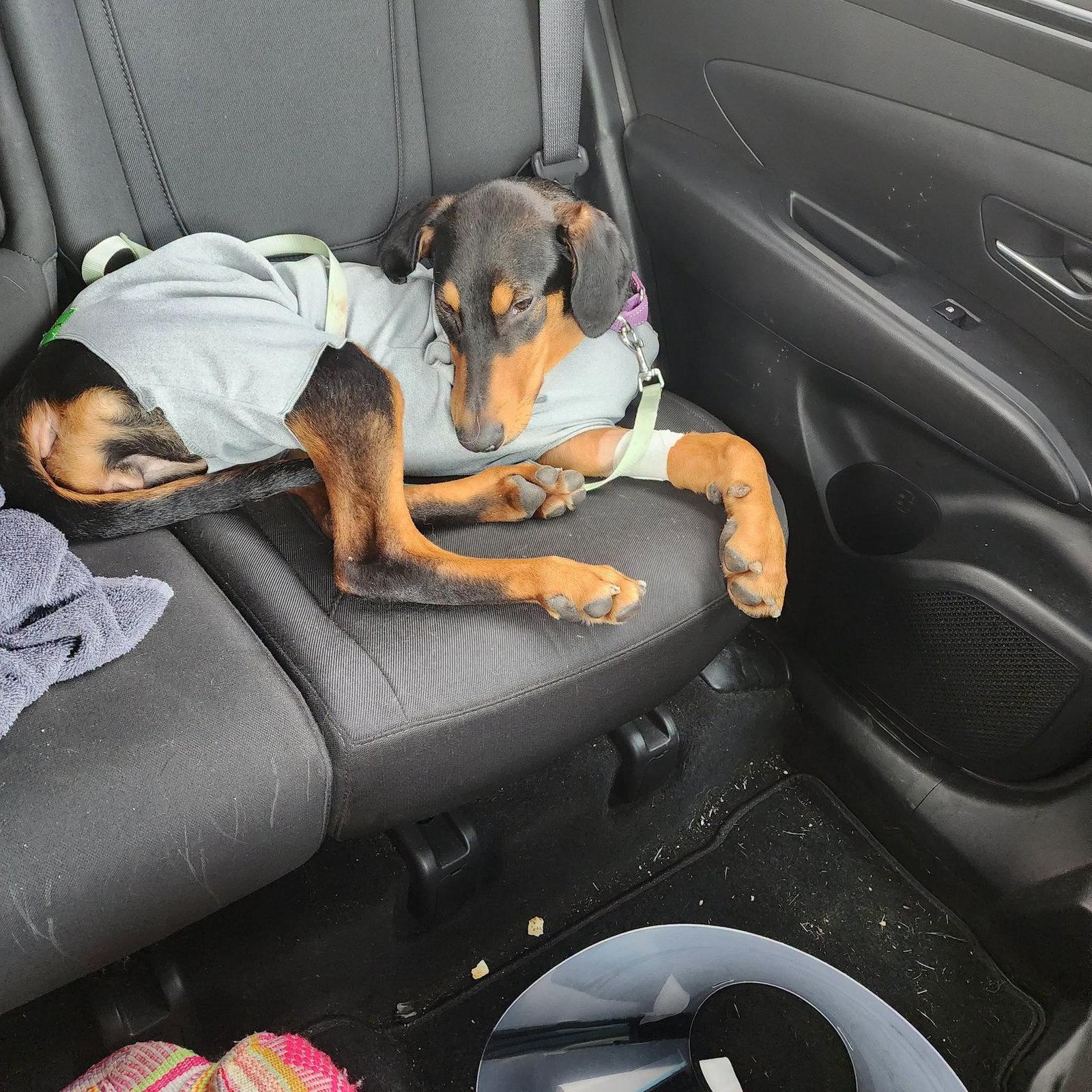 Enlarge Penny, a Adoptable Doberman Pinscher in Buffalo, MN image 2/3