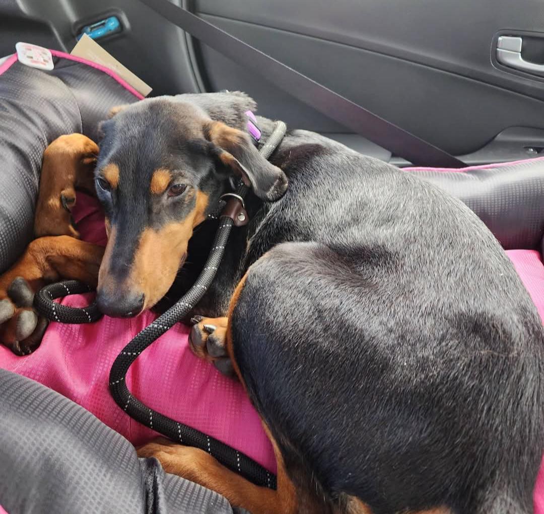 Enlarge Penny, a Adoptable Doberman Pinscher in Buffalo, MN image 3/3