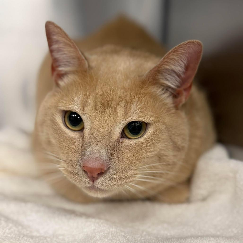 Tigger, Adoptable, Senior Male Domestic Short Hair.