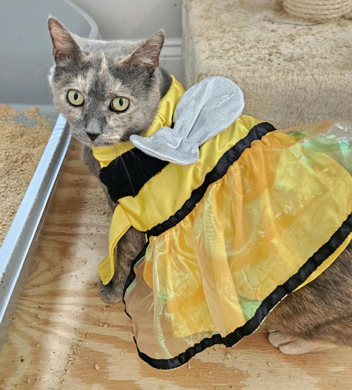 Maple Holly, Young Female Domestic Short Hair