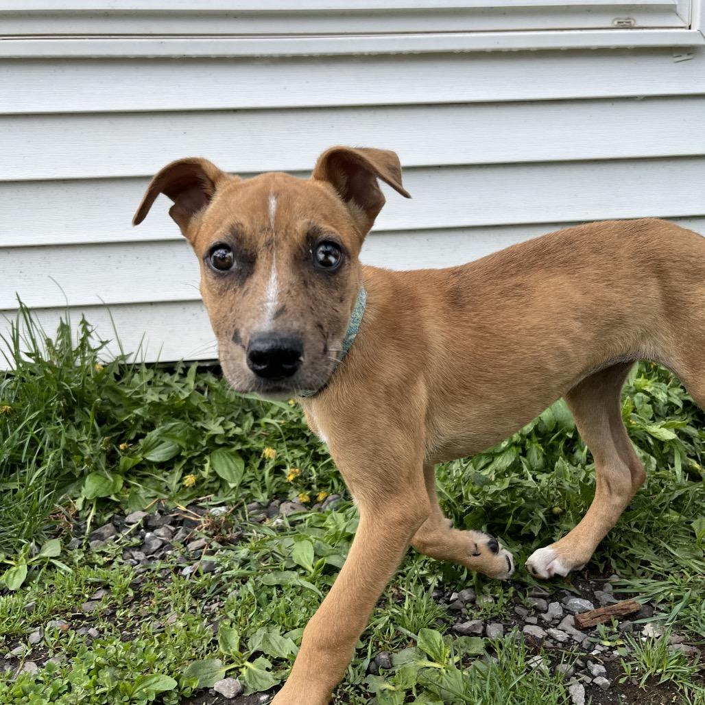 Elsi, Adoptable, Young Female Mountain Cur & Shepherd.