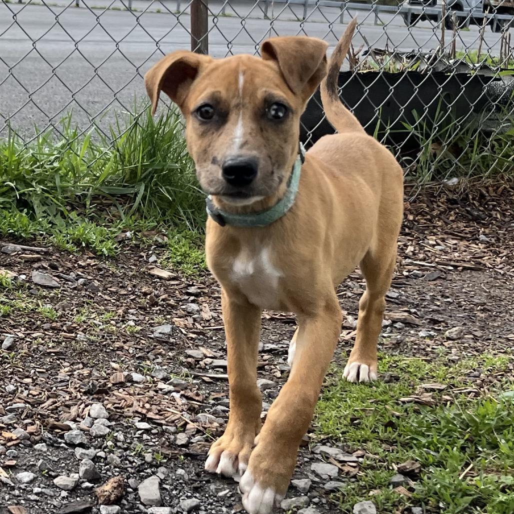 Enlarge Elsi, a Adoptable mixed breed in Saugerties, NY image 3/5