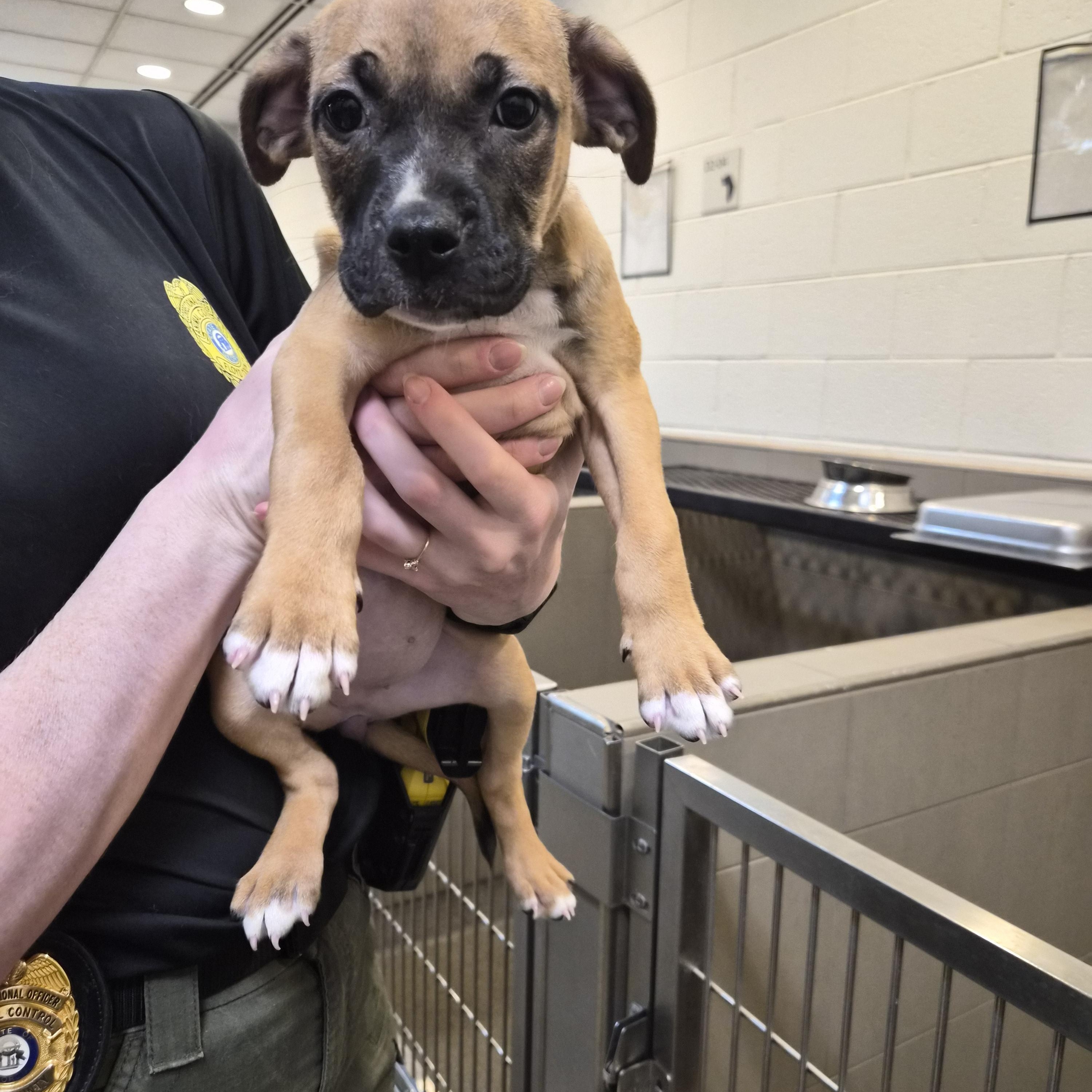 Enlarge Butter , a Adoptable Mixed Breed in Rock Hill, NY image 1/1