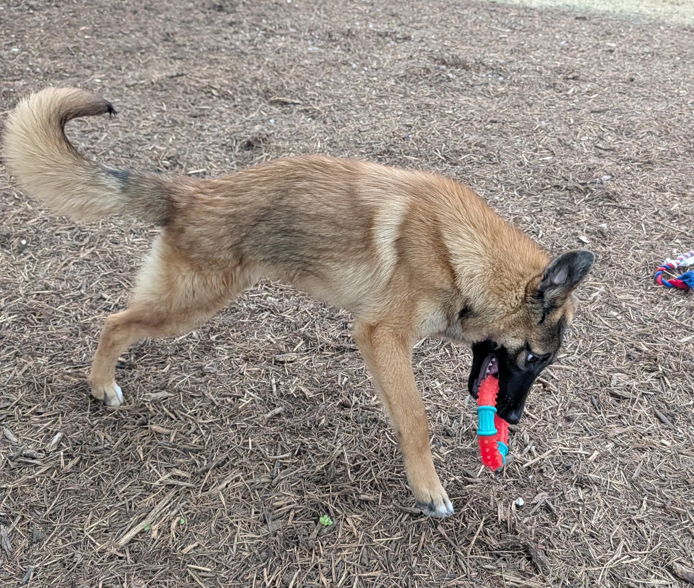 Jasper A216182, an adoptable mixed breed in Plano, TX image 6/6