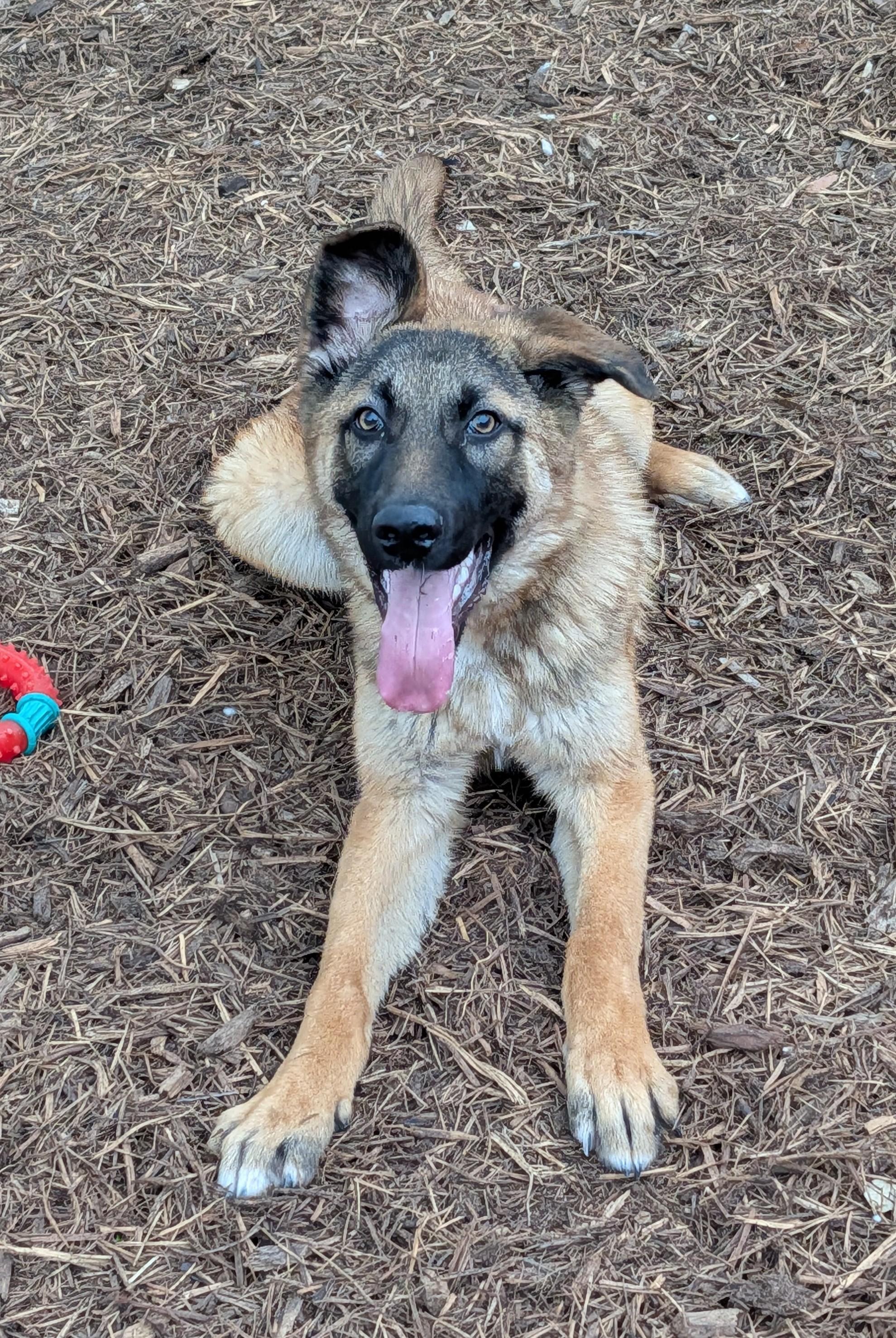 Jasper A216182, an adoptable mixed breed in Plano, TX image 1/6