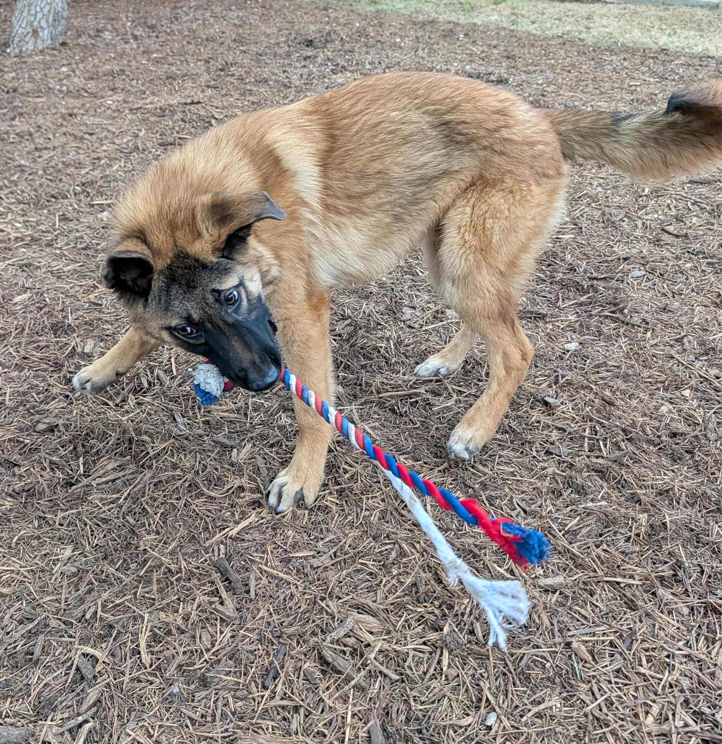 Jasper A216182, an adoptable mixed breed in Plano, TX image 5/6