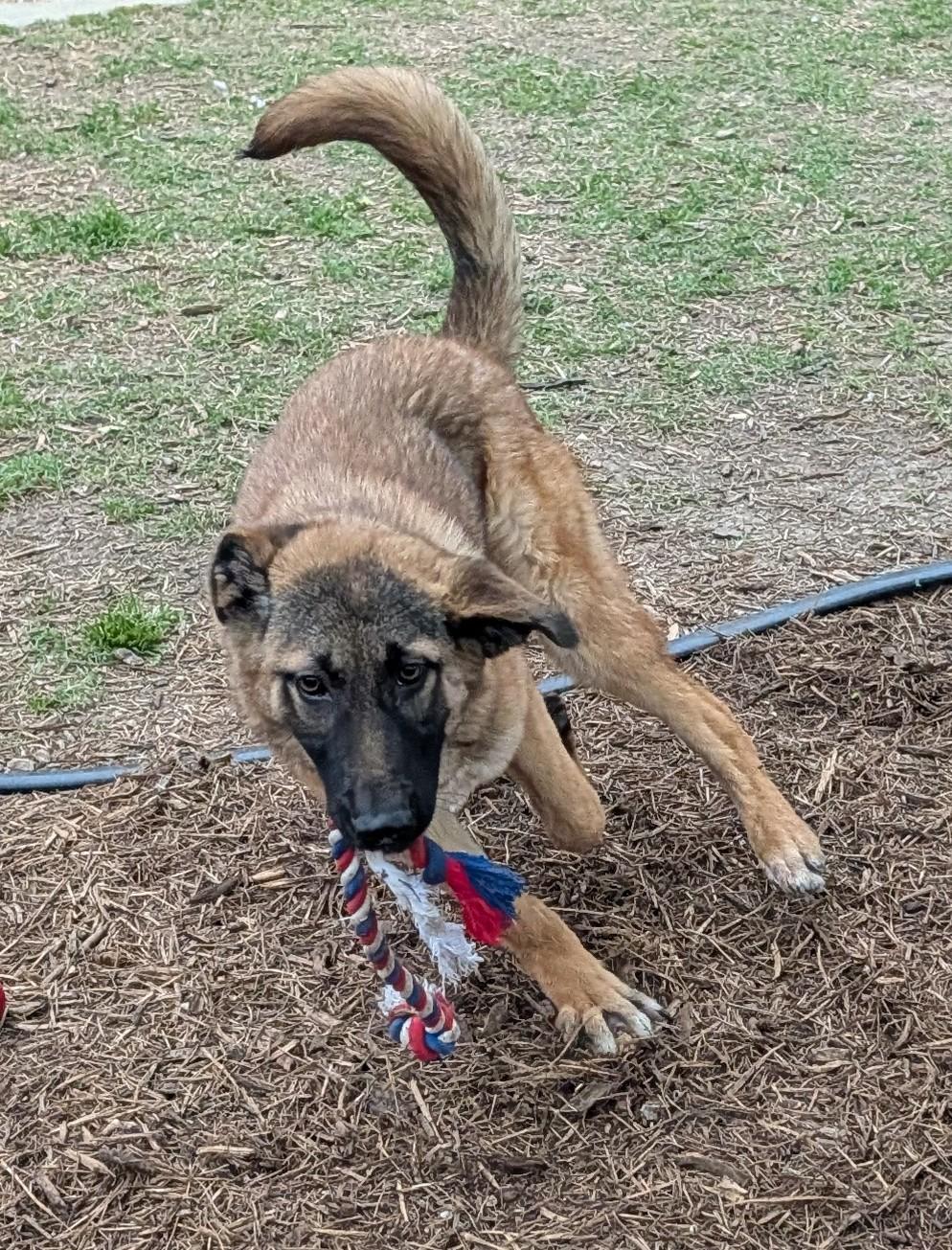 Jasper A216182, an adoptable mixed breed in Plano, TX image 4/6