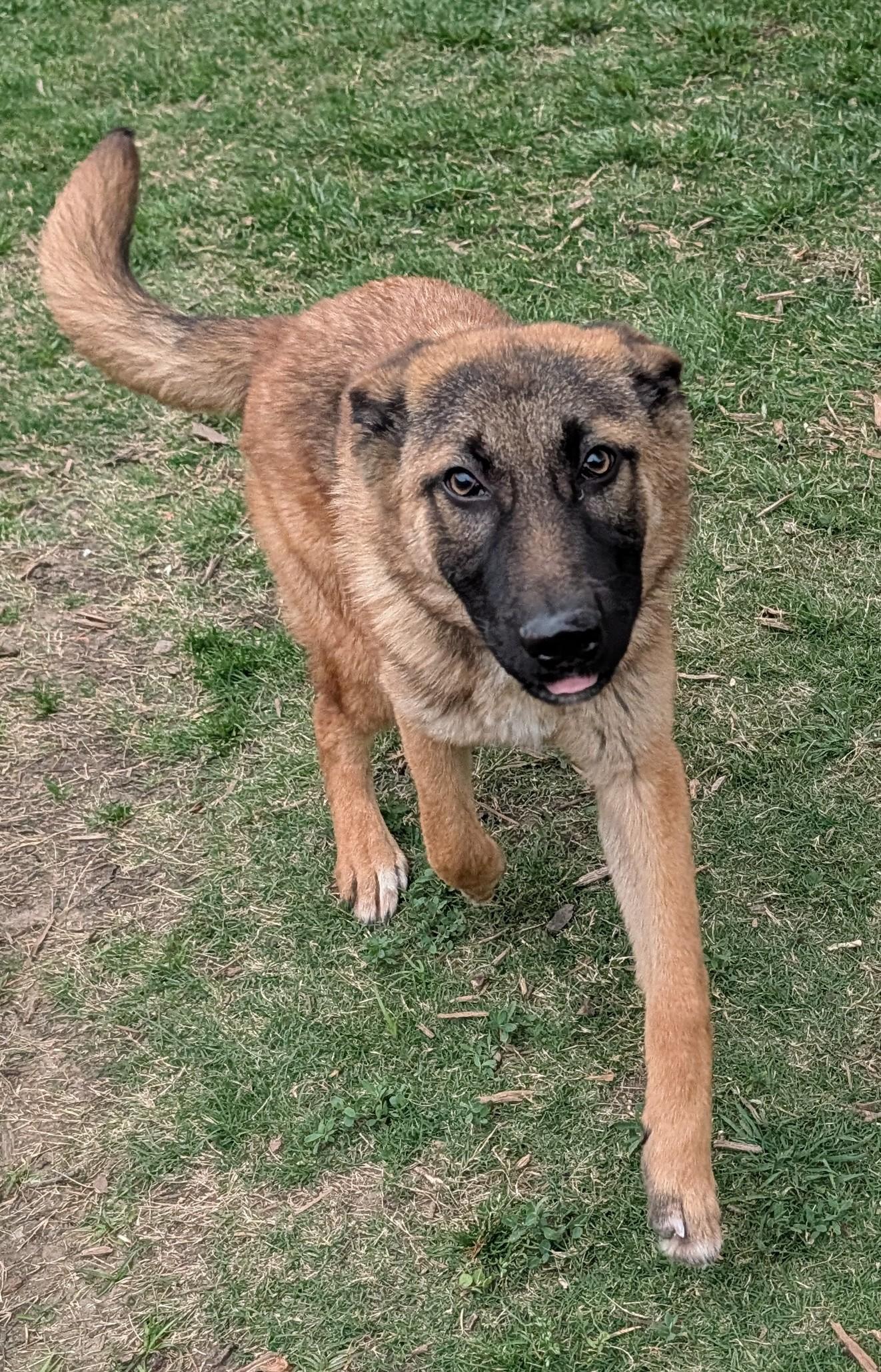 Jasper A216182, an adoptable mixed breed in Plano, TX image 2/6