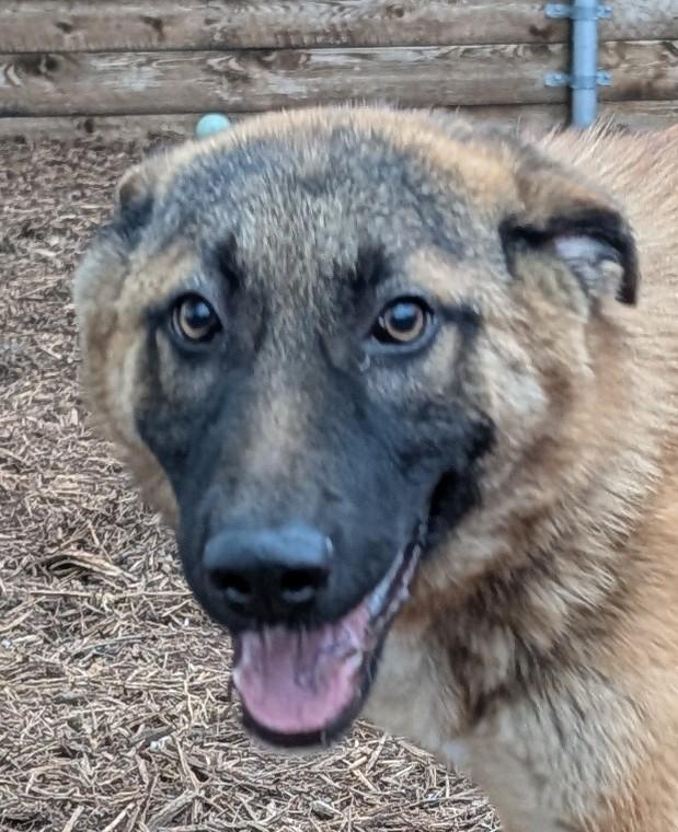 Jasper A216182, an adoptable mixed breed in Plano, TX image 3/6