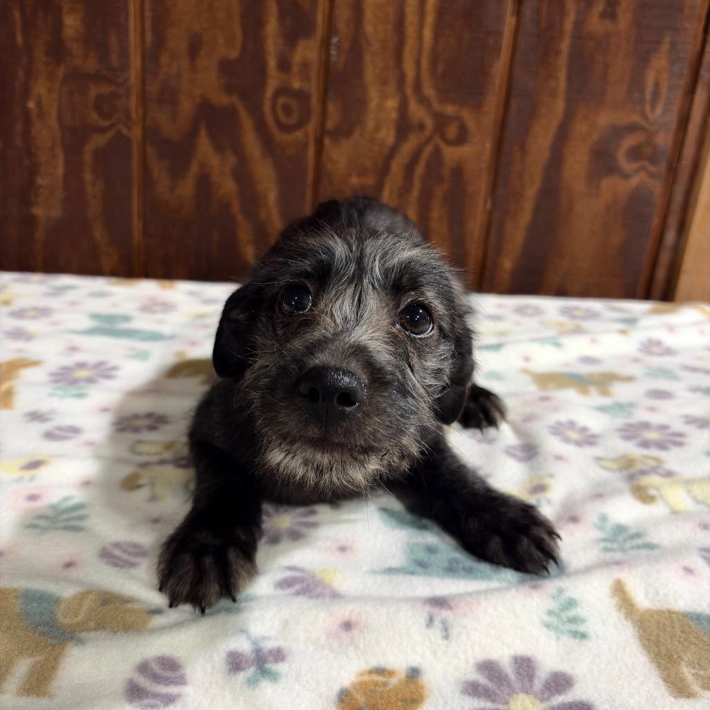 Enlarge Nicky, a Adoptable Wire Fox Terrier in Harlingen, TX image 1/1