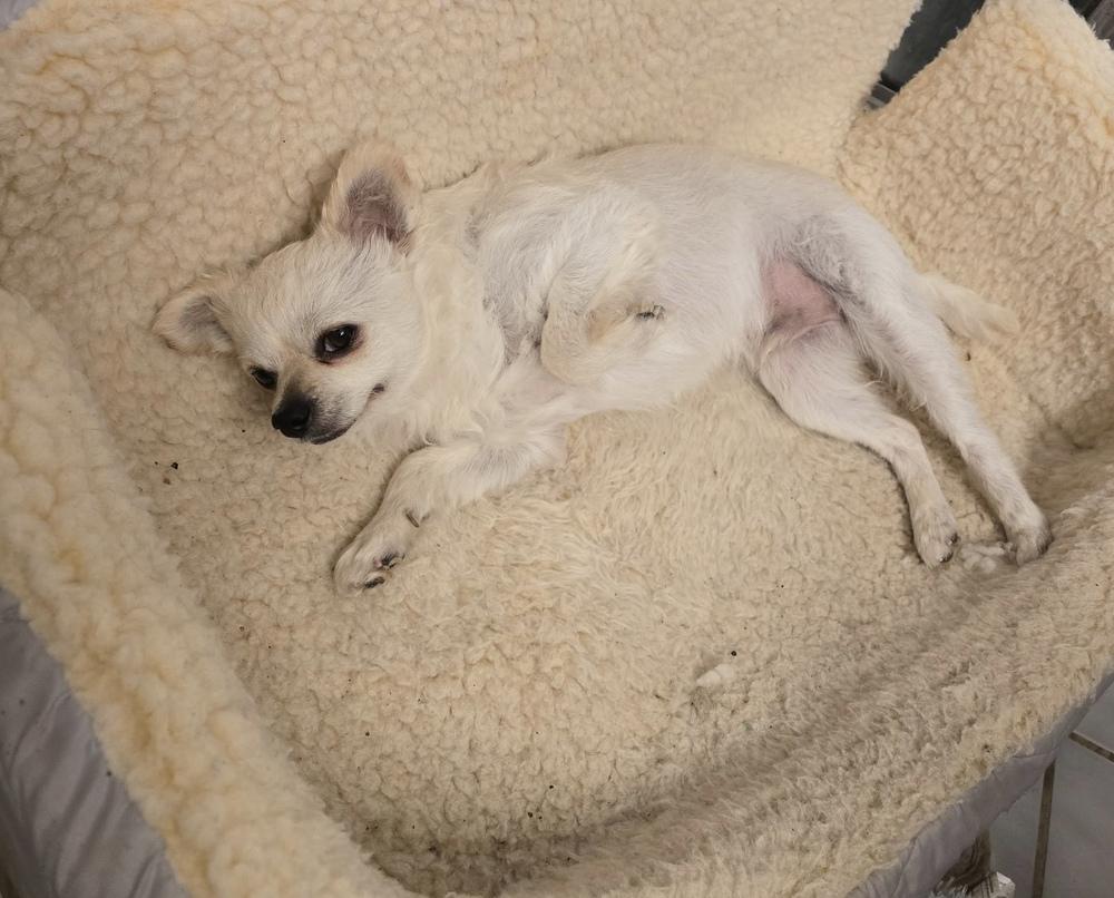 Enlarge Side Car/Freddy, a Adoptable mixed breed in Herriman, UT image 2/6