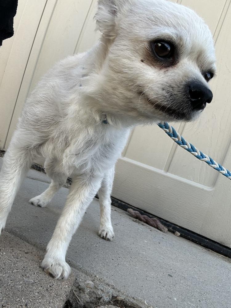 Enlarge Side Car/Freddy, a Adoptable mixed breed in Herriman, UT image 3/6
