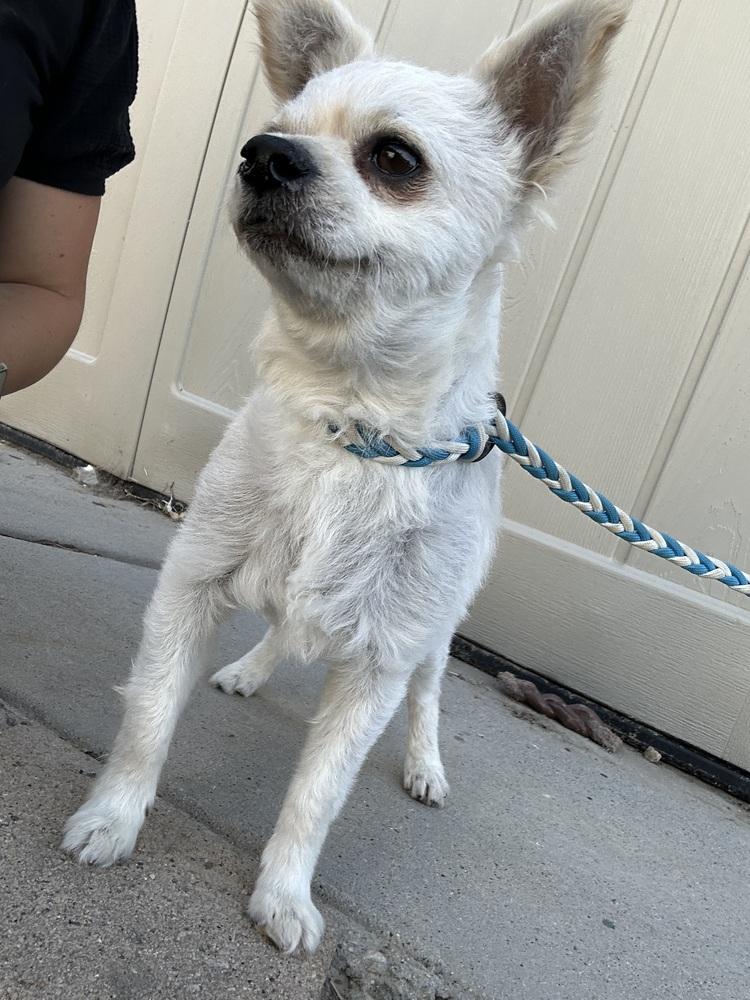 Enlarge Side Car/Freddy, a Adoptable mixed breed in Herriman, UT image 4/6