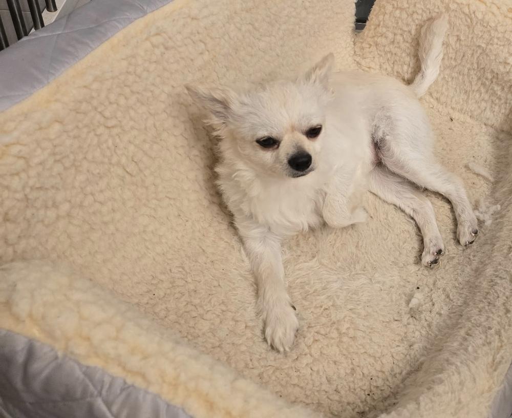 Enlarge Side Car/Freddy, a Adoptable mixed breed in Herriman, UT image 5/6