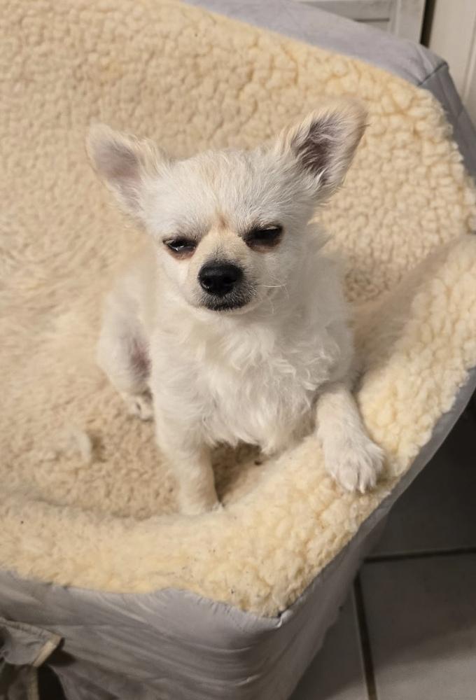 Enlarge Side Car/Freddy, a Adoptable mixed breed in Herriman, UT image 6/6