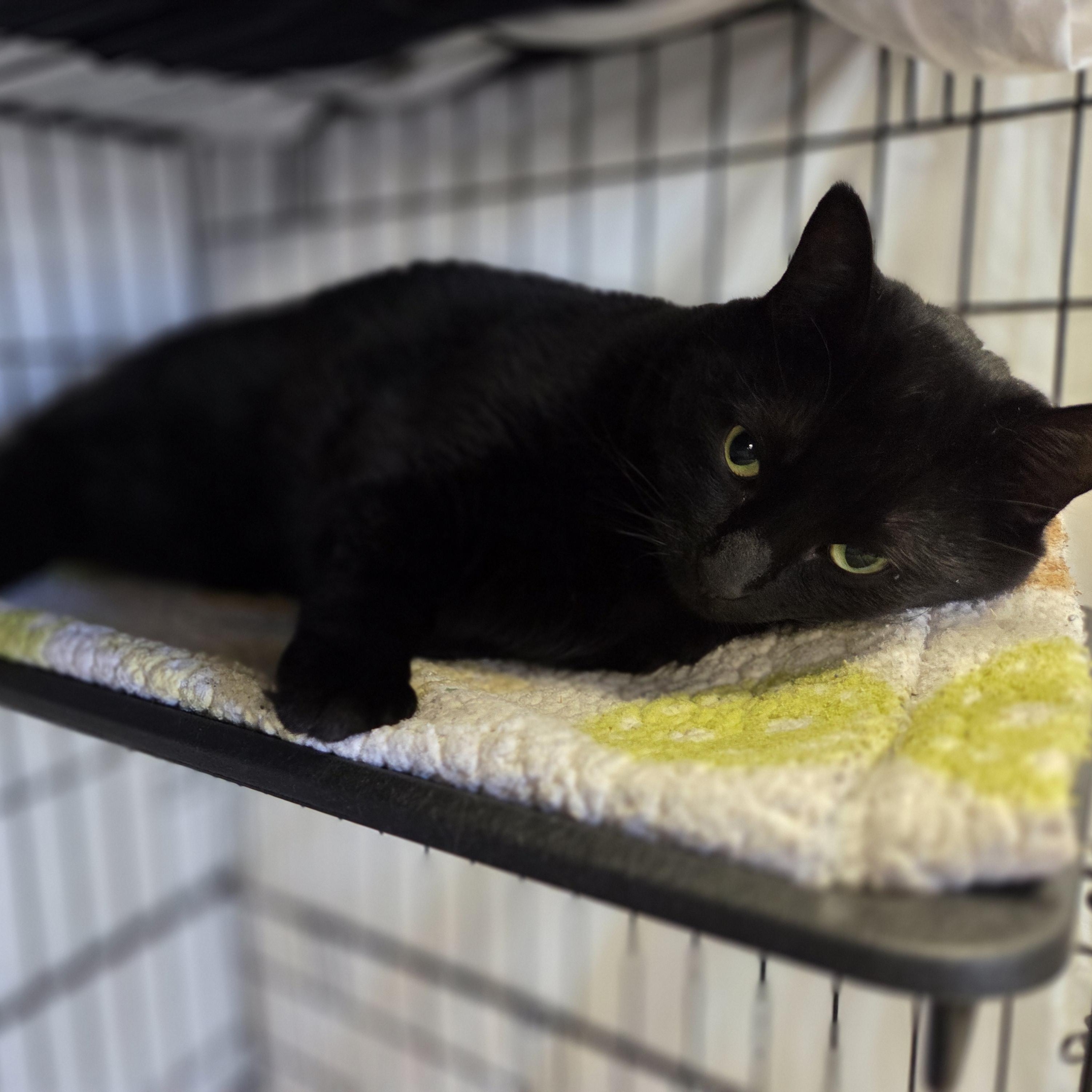 Raven, a ADOPTABLE Domestic Short Hair in Brooks, AB image 3/3