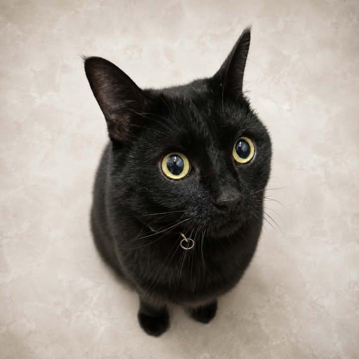 Raven, ADOPTABLE, Adult Female Domestic Short Hair.