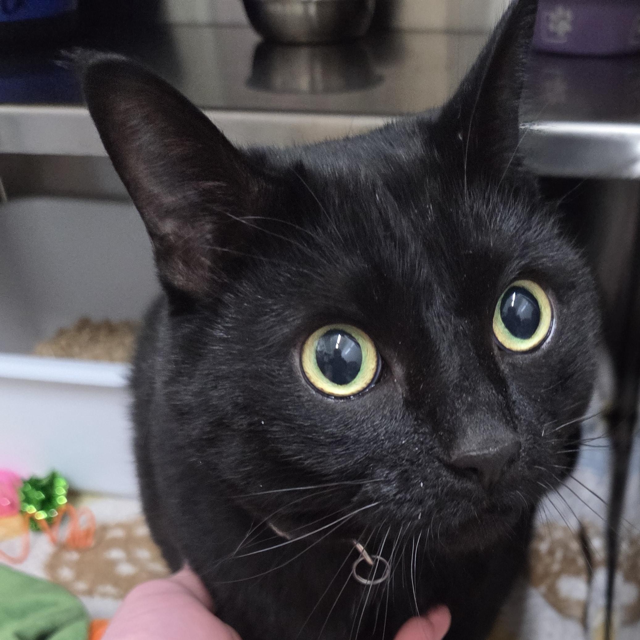 Raven, a ADOPTABLE Domestic Short Hair in Brooks, AB image 2/3