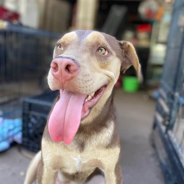 Enlarge Rugby, a Adoptable mixed breed in Madison, WI image 11/11