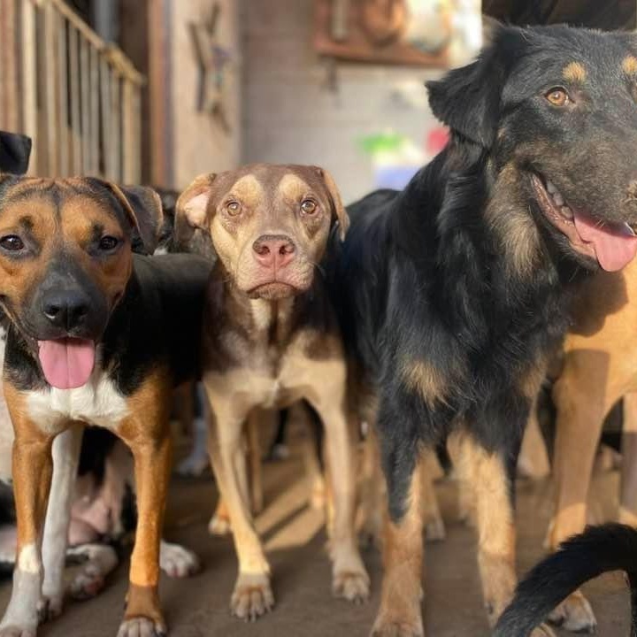 Enlarge Rugby, a Adoptable mixed breed in Madison, WI image 7/11