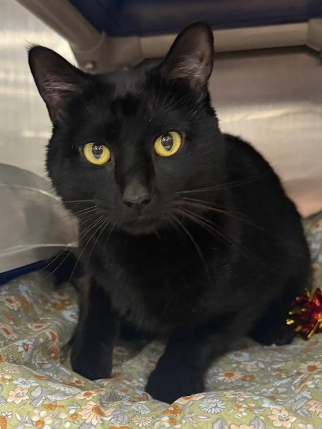 Blooper, Young Male Domestic Short Hair