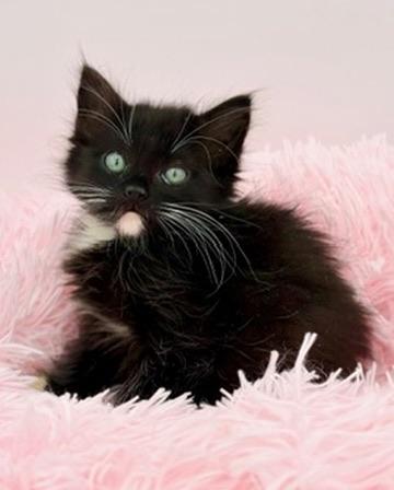 Drunken Noodles, an adoptable mixed breed in Covington, LA image 2/6