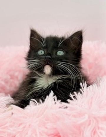 Drunken Noodles, adoptable, Kitten Male Ragamuffin & Domestic Long Hair.