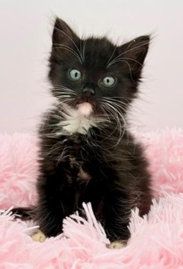 Drunken Noodles, an adoptable mixed breed in Covington, LA image 3/6