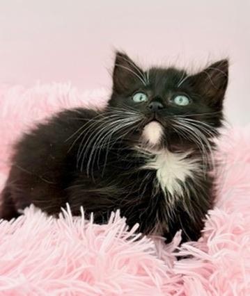 Drunken Noodles, an adoptable mixed breed in Covington, LA image 4/6