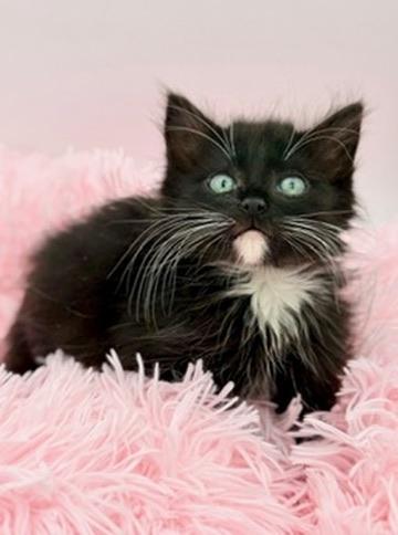 Drunken Noodles, an adoptable mixed breed in Covington, LA image 5/6