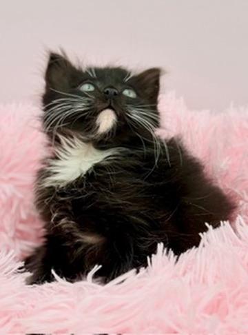 Drunken Noodles, an adoptable mixed breed in Covington, LA image 6/6