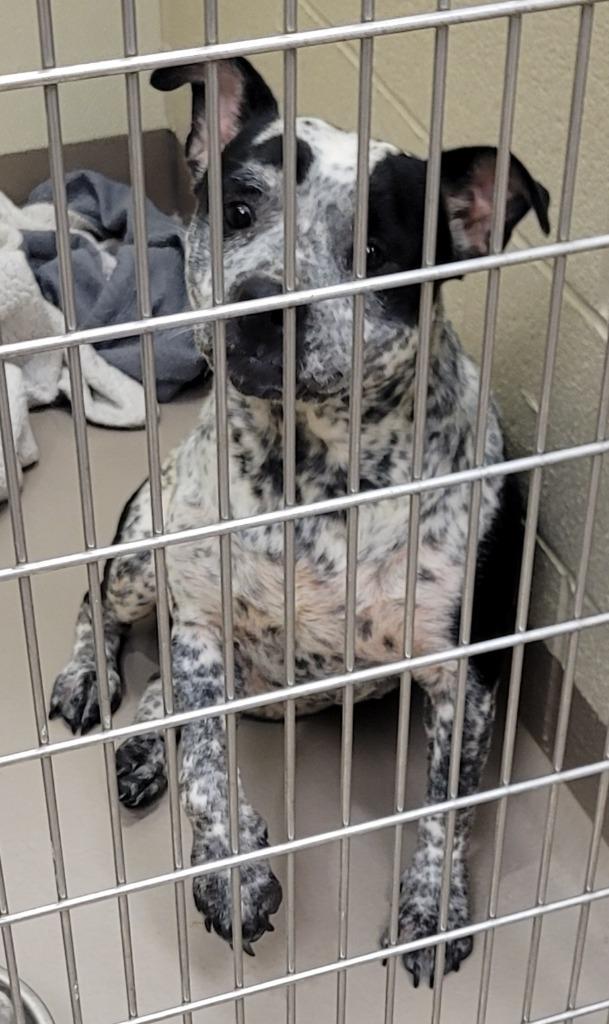 Scribbles, Adoptable, Young Female Pit Bull Terrier & Australian Cattle Dog / Blue Heeler.