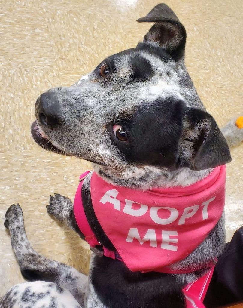 Enlarge Scribbles, a Adoptable mixed breed in Christiansburg, VA image 2/6